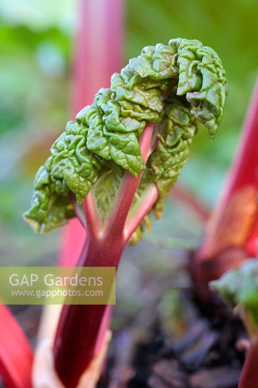 Rheum rhubarbarum 'Timperley Early' - New shoots of Rhubarb unfolding 
