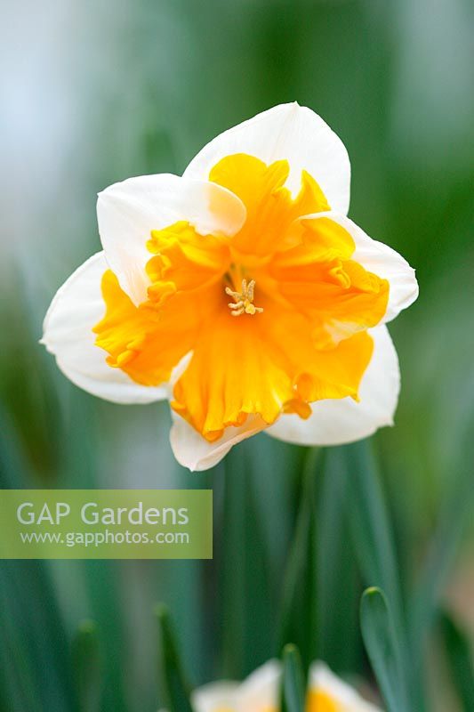 Narcissus 'Orangery'  - A split corona variety