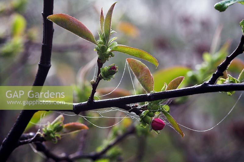 Emerging flowers of Chaenomeles cathayensis in Spring