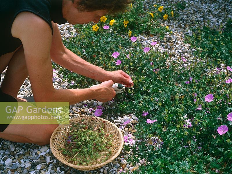 Lady dead-heading Geranium sanguineum, spreading over gravel mulch, July 