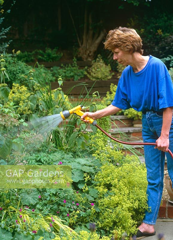Lady watering border using hosepipe with Hoselock sprayhead attachment, Summer