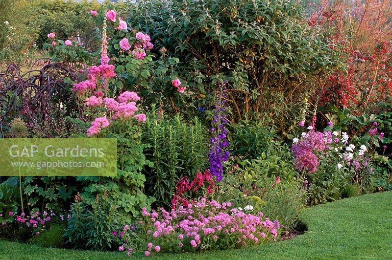 Launa Slatter's garden - Border with Thalictrum aquilegifolium, Rose 'Gertrude Jekyll, Phuopsis stylosa, Allium christophii and Digitalis