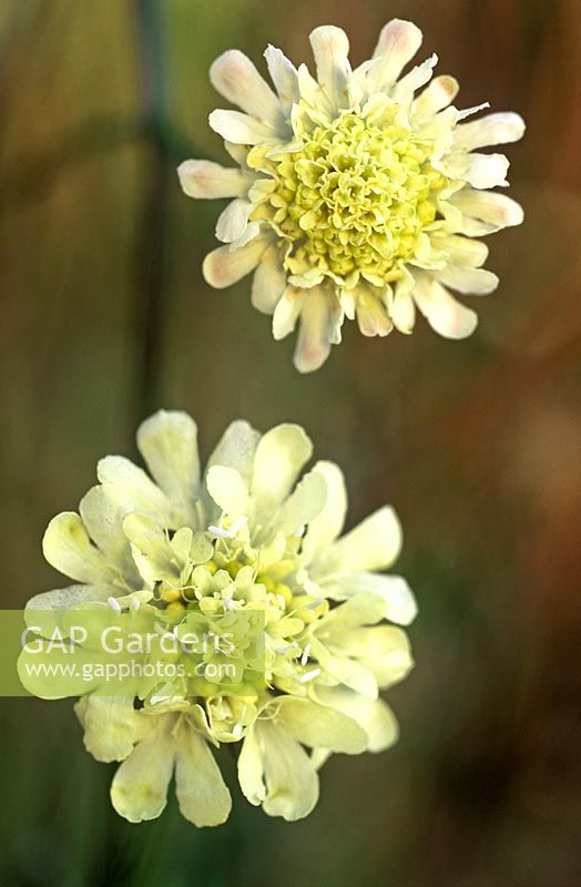 Scabiosa columbaria subsp. ochroleuca 