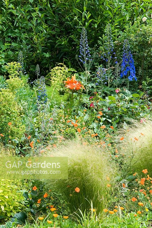 Geum 'Prinses Juliana' growing amongst Stipa tenuissima, Delphinium, Euphorbia characias subsp. wulfenii and Lilium  Backdrop of Salix - part of willow tunnel