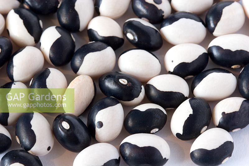 Dried organic Beans 'Ying Yang' - From the Bean and Herb Nursery, Wiltshire
