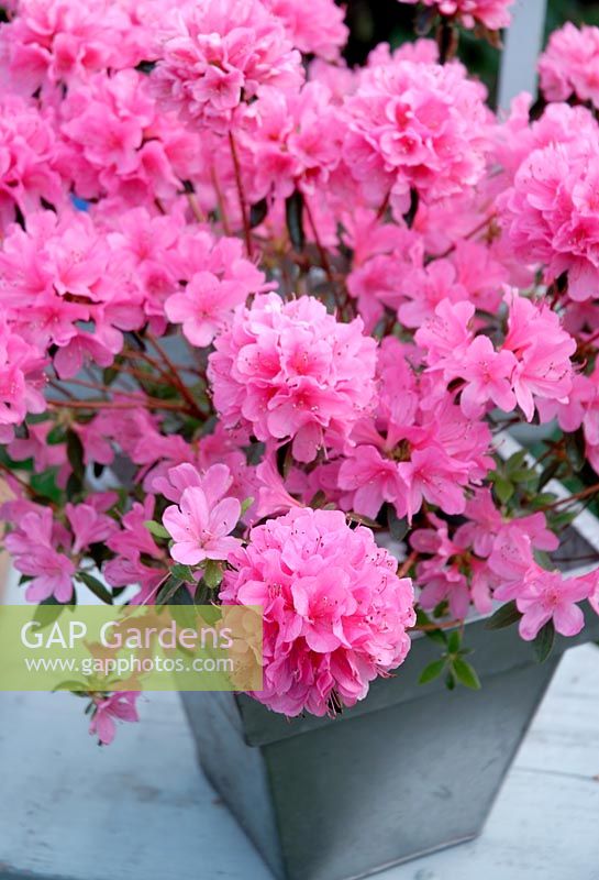 Azalea japonica 'Madame Van Hecke' in tin container