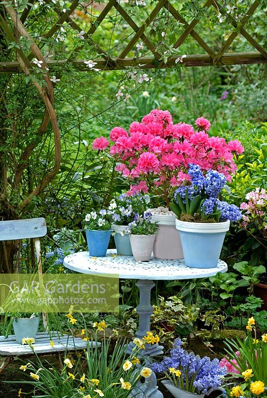Painted pots on garden table with Azalea Japonica 'Madame Van Hecke', Hyacinthus 'Orientalis Delft Blue', Viola 'Magnifico' - Clematis Montana  'Rubens' on trellis. Narcissus 'Baby Moon' and Narcissus 'Sun Disc' below. Jug of Scillas 