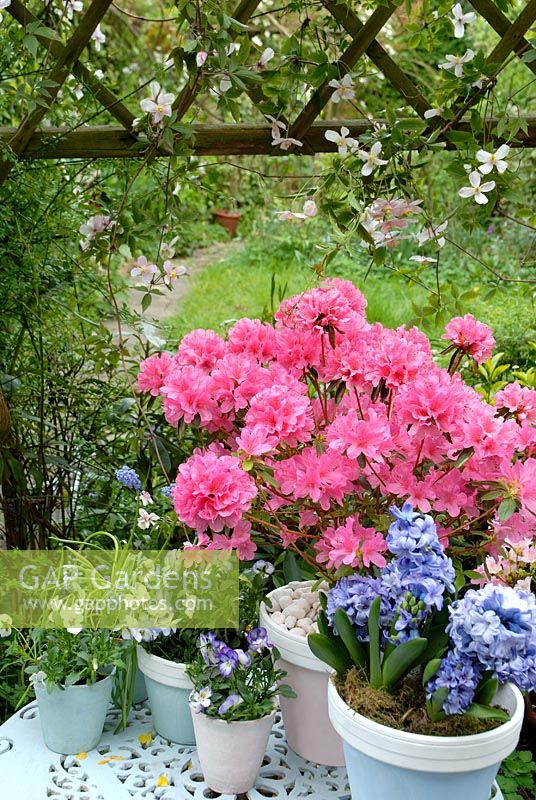 Painted pots on cast iron garden table withAzalea Japonica 'Madame Van Hecke',Hyacinthus 'Orientalis Delft Blue', Viola 'Magnifico' and Clematis montana 'Rubens' on trellis 