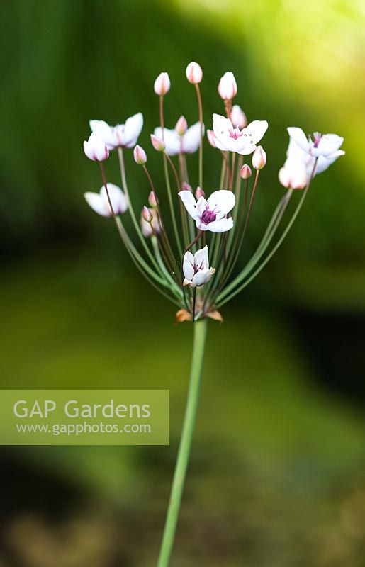 Butomus umbellatus - Flowering rush