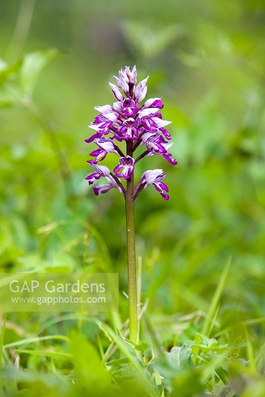 Orchis Militaris - Military Orchid in the grass at Homewood Nature Reserve