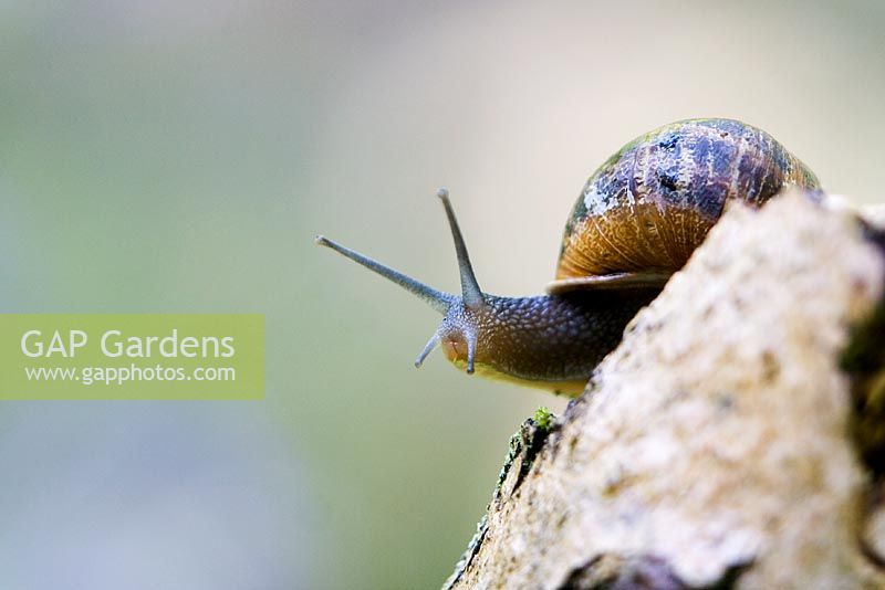 Snail on a piece of wood