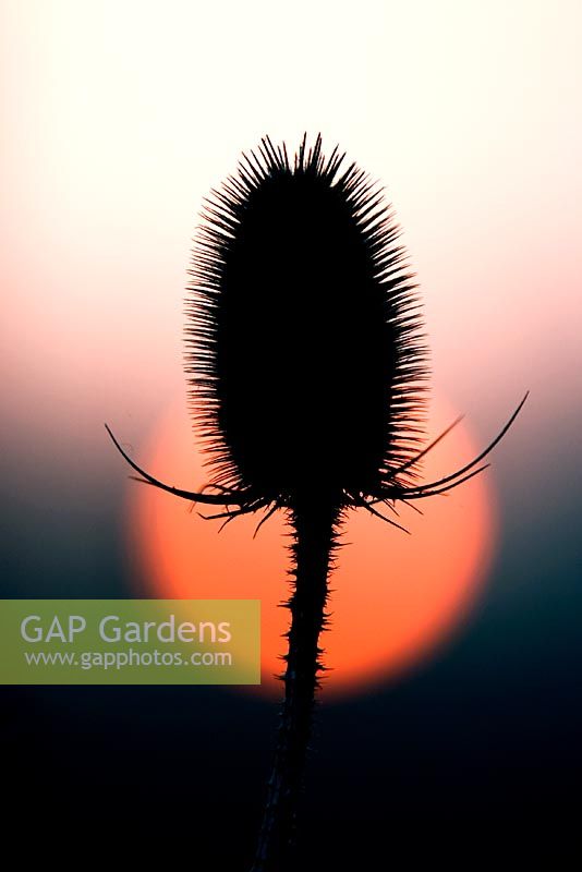 Dipsacus fullonum - Teasel silhouetted against the early morning sunrise