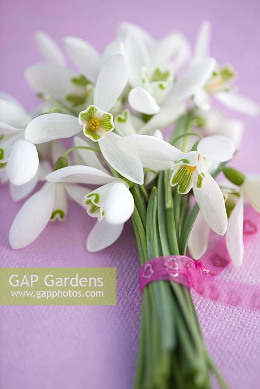 Small bunch of Snowdrops - Galanthus