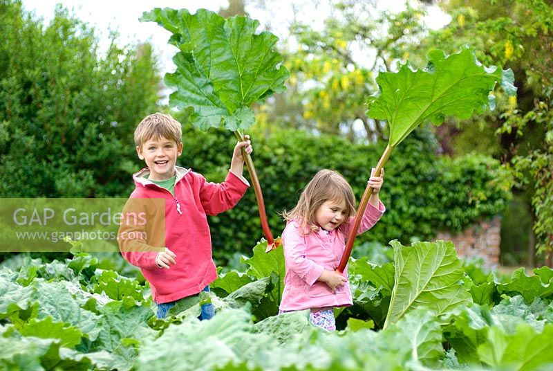 Little boy and girl in a rhubarb field holding rhubarb