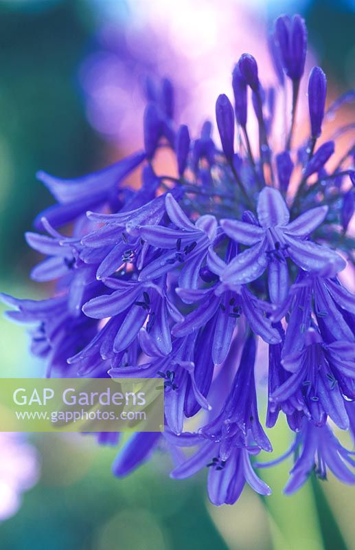 Agapanthus 'Loch Hope' - Love Lily