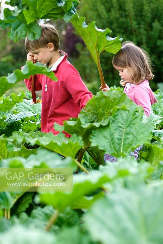 Boy and girl walking through a rhubarb field holding rhubarb 