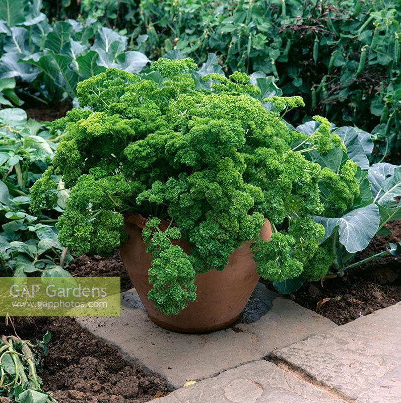 Petroselinum crispum - Parsley in terracotta container 