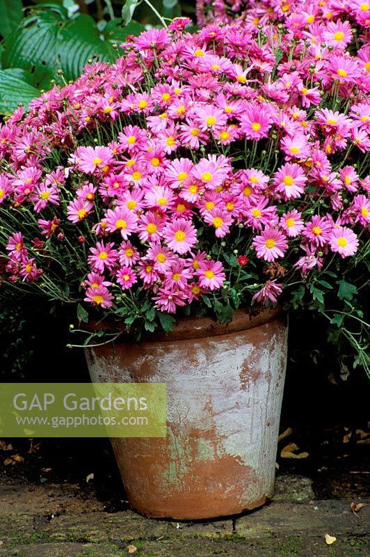 Pink Chrysanthemums in a terracotta pot 