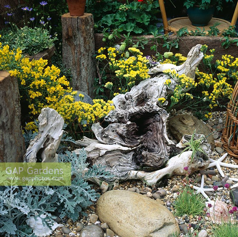 Arrangement of gnarled driftwood by Stephen White surrounded by maritime planting - B and Q courtyard garden, Chelsea 97
