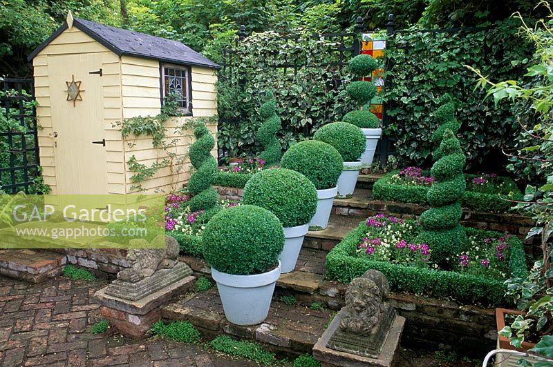 Formal arrangement of box balls in painted terracotta pots on steps flanked by box spirals and stone lions. Painted shed in background