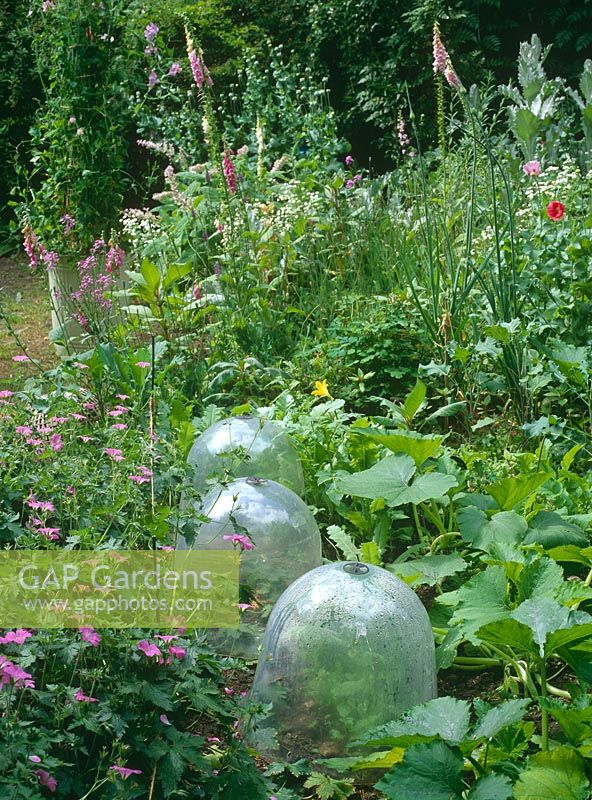 Plastic cloches in flowerborder