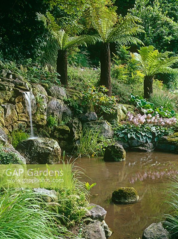 Waterside planting of tree ferns, ferns, Hostas and grasses with water flowing into natural pool