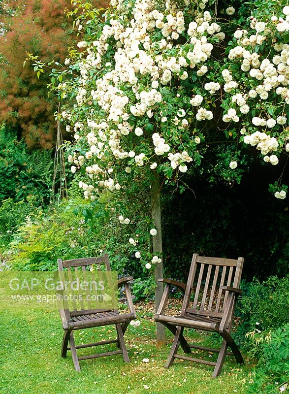 Rosa 'Felicite Perpetue' billowing over pergola and wooden chairs