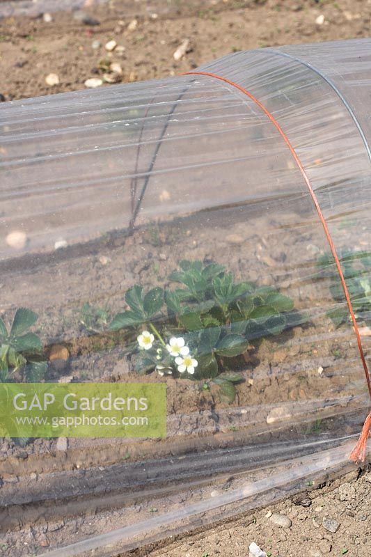 Poly tunnel covering strawberry plants