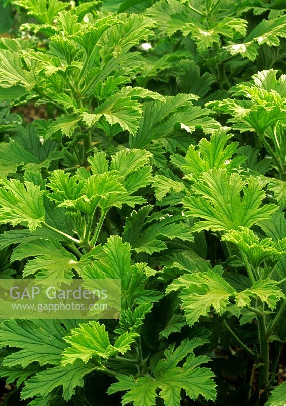 Pelargonium 'Mabel Grey' - Scented leaves 