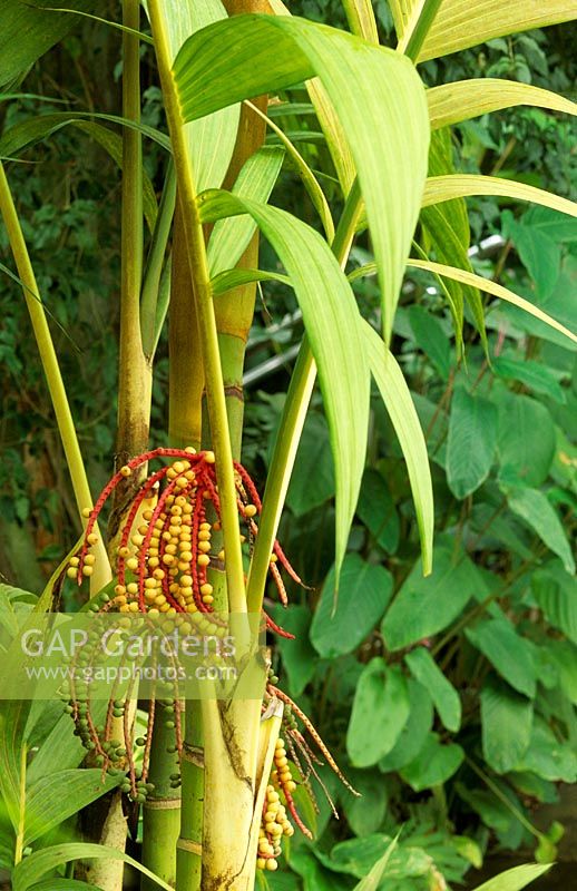Pinanga coronata - Kuhl's Palm or Ivory Cane Palm 