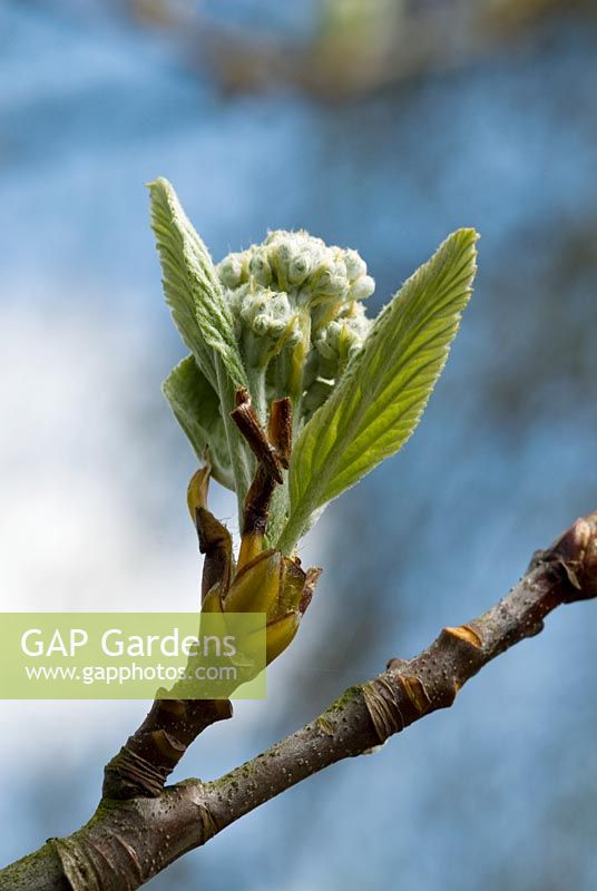Sorbus aria 'Magnifica', - Whitebeam, new leaves and buds in April