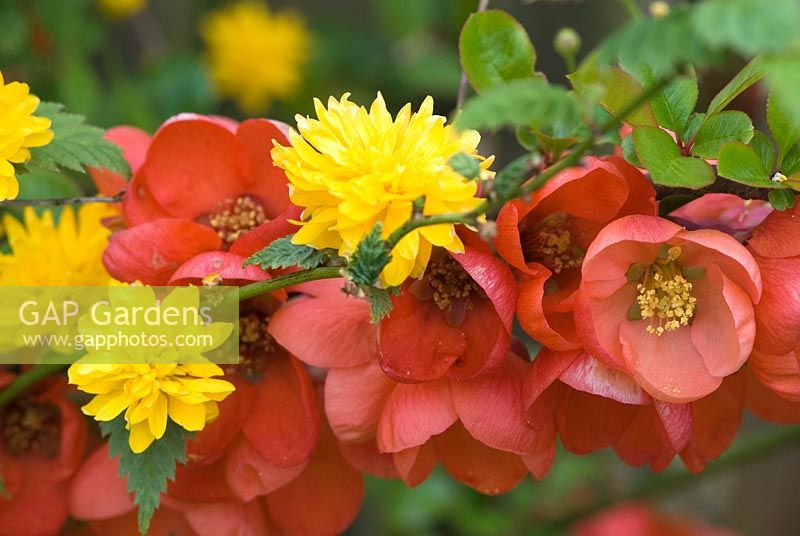 Kerria japonica 'Pleniflora' - Jews mantle with Chaenomeles - Flowering quince, Japanese quince or Japonica.