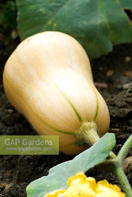 Butternut Squash in vegetable bed