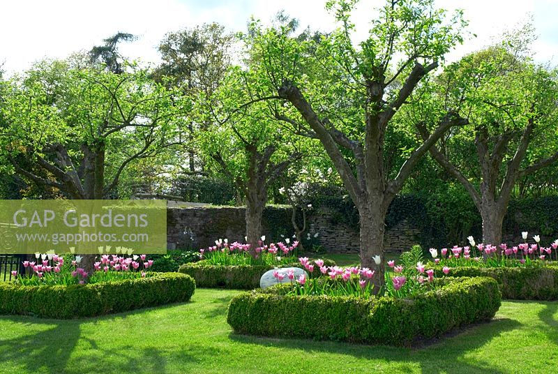 Orchard with trees in formal beds of Tulipa 'China Pink' Tulipa 'White Truimphator' 