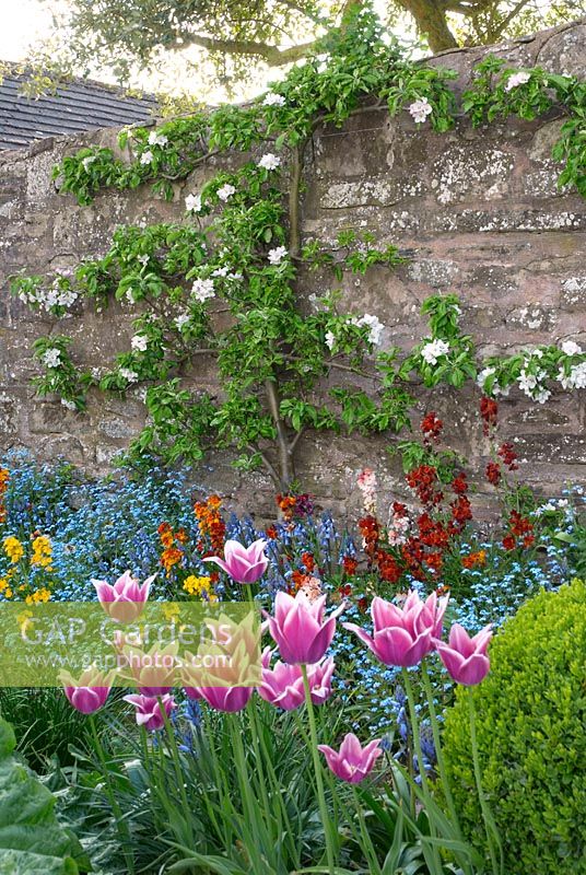 Espaliered fruit tree in blossom on wall with bed of Tulipa 'Ballade', Myosotis and Erysimum in potager 