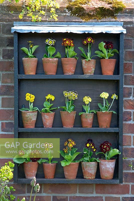 Auricula theatre on brick wall showing selection of different types and colours of auriculas.