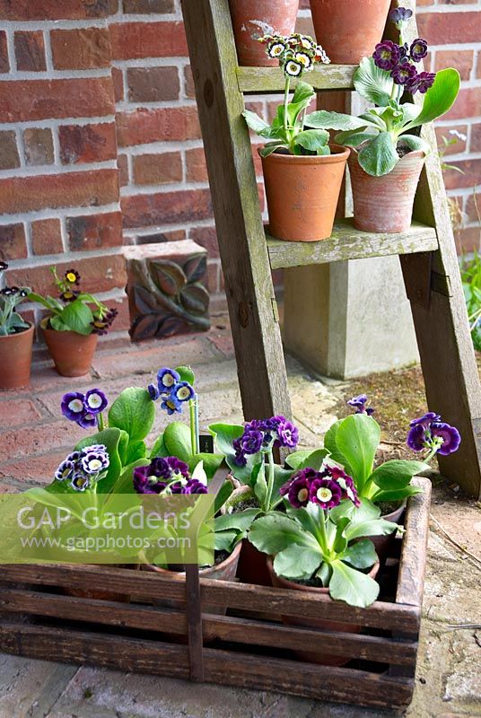 Trug of auriculas on floor