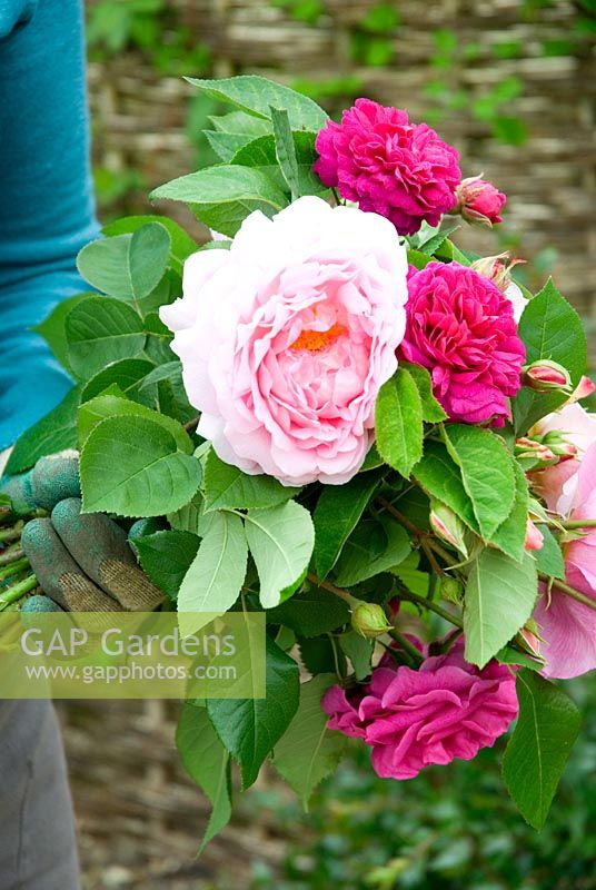Woman holding bunch of cut roses in gloved hand - Pale pink 'Rosa Eglantyne' and Rosa 'de Rescht'
