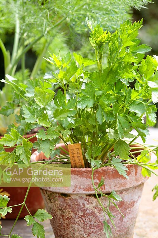 Petroselinum hortense filicinum - French flat leaved parsley in a terracotta pot