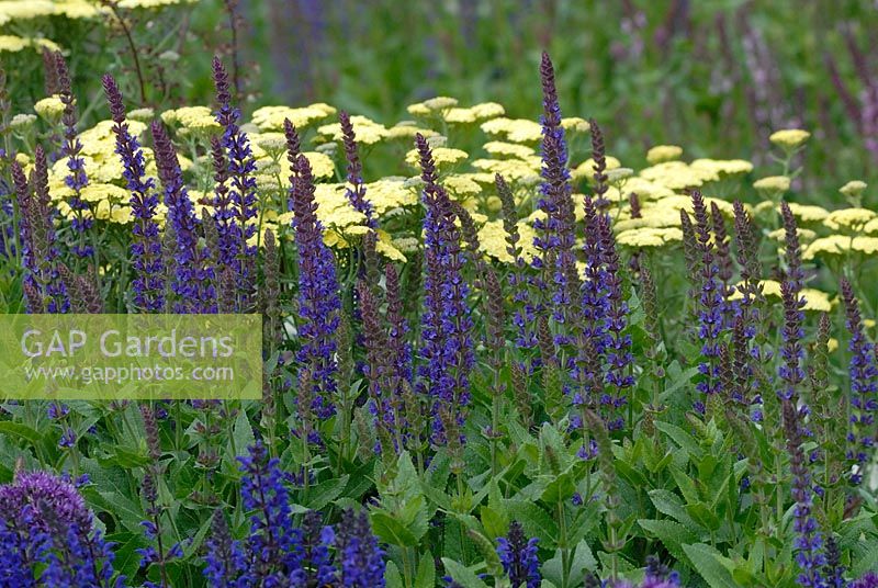 Summer border with Salvia x sylvestris 'Mainacht' and Achillea millefolium 'Taygeta'. Fortnum and Mason garden, Chelsea FS 2007