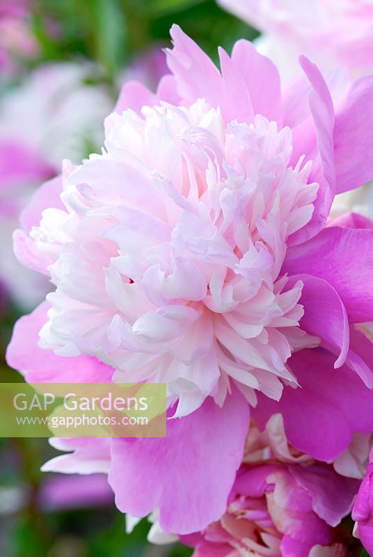 Paeonia lactiflora 'Algae Adamson'