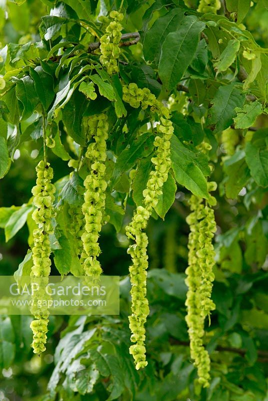 Pterocarya fraxinifolia AGM - Caucasian Wing Nut