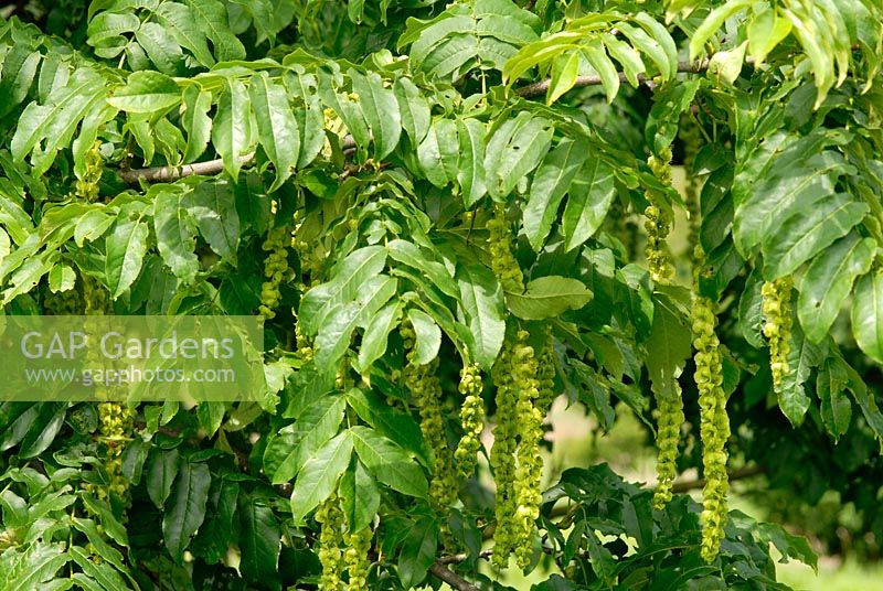 Pterocarya fraxinifolia AGM - Caucasian Wing Nut