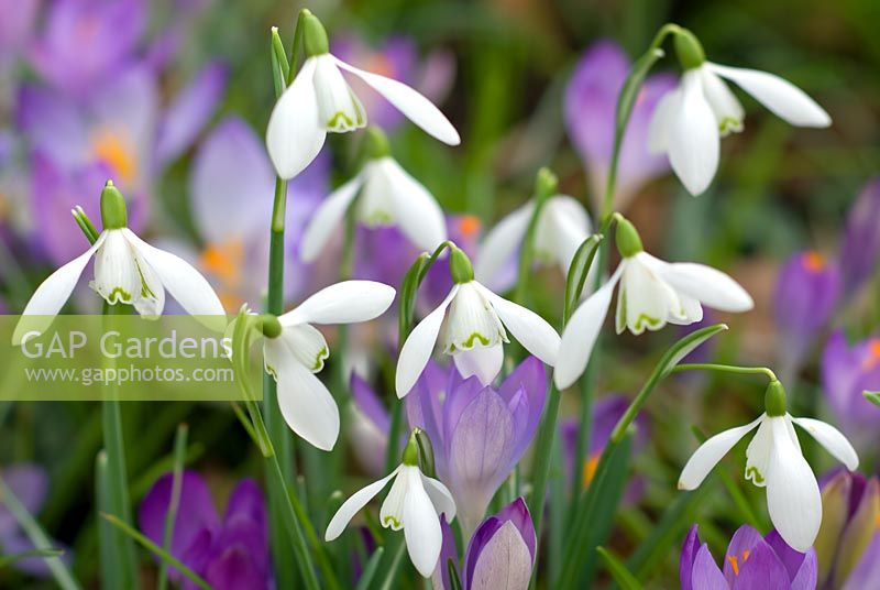 Galanthus nivalis, - Snowdrops and Crocus tommasinianus flowering in February. 