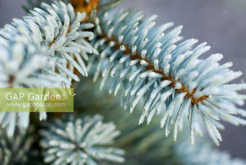 Picea pungens 'Edith' - Colorada Spruce