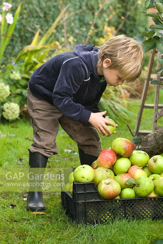 Little boy picking Apples in October.