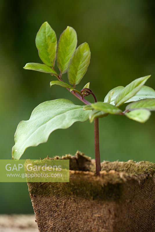 Young seedling of Cobaea scandens germinated in a biodegradable peat pot