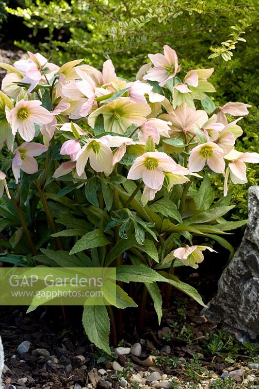 Helleborus 'Pink Ice' - a hybrid between Helleborus niger and Helleborus thibetanus bred by Ashwood Nurseries