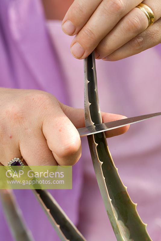 Cutting Aloe vera leaf demonstrated by Sarah Raven, Perch Hill