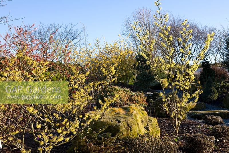 Witch hazel bed at Ashwood Nurseries with Hamamelis x intermedia 'Pallida' (foreground), Hamamelis x i 'Sunburst' (right), Hamamelis 'Diane', Hamamelis 'Jelena' and Hamamelis mollis (centre)